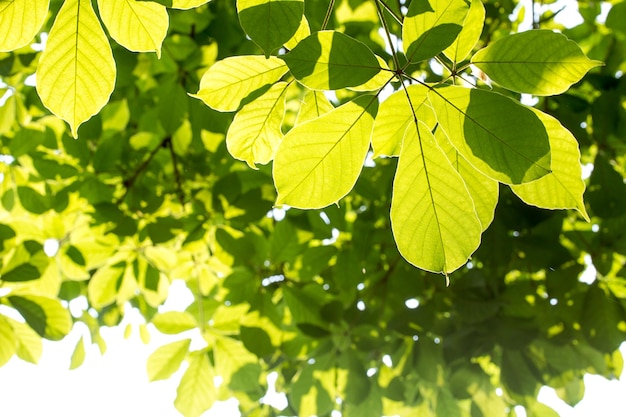 Green leaves on the green bokeh backgrounds