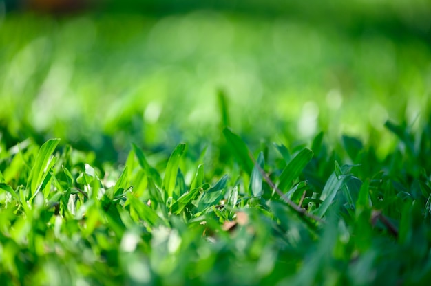 Green leaves on green grass background