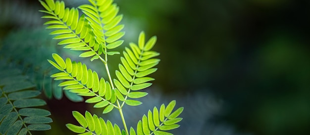 Green leaves, green leaf for nature on blurred background with beautiful bokeh and copy space