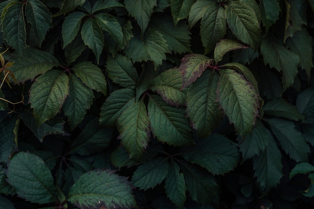 Green leaves Green leaves background texture Creative layout made of green leaves Flat lay Nature background Green leaf texture Leaf texture background