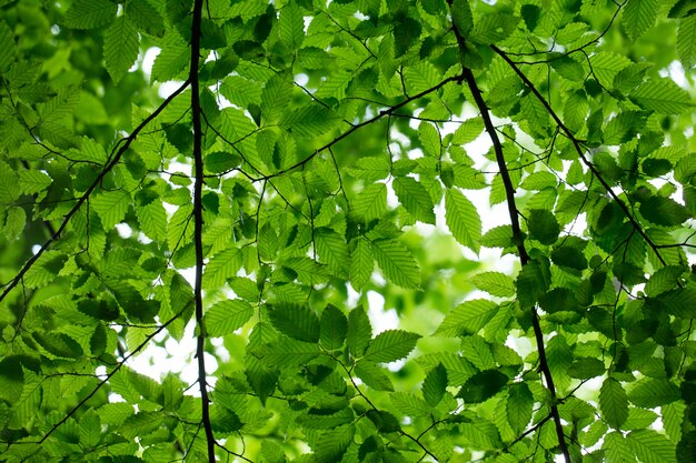 Green leaves on the green tree