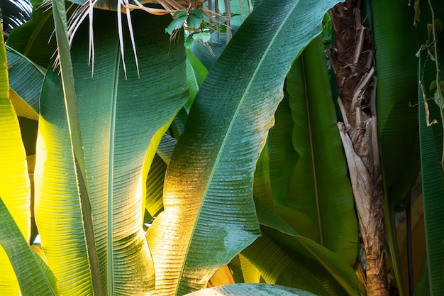 Green leaves of a growing banana in the greenhouse.