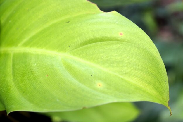 The green leaves have interesting details.
