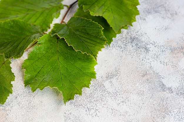 Green leaves of hazelnuts on a light background. Backgrounds and textures.