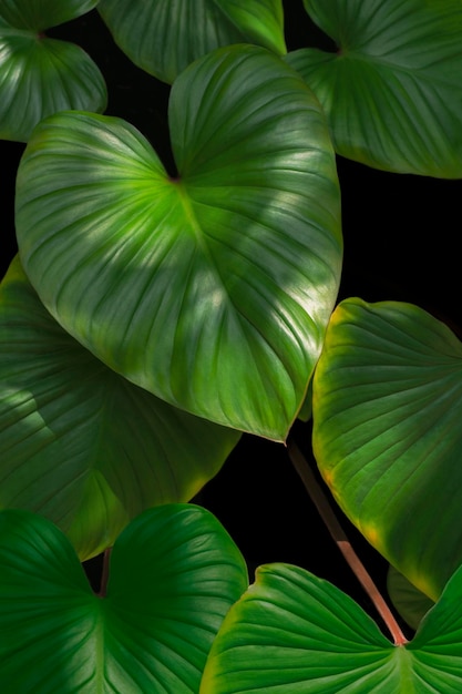 Green leaves Homalomena rubescens Kunth in heart shaped growing on black background