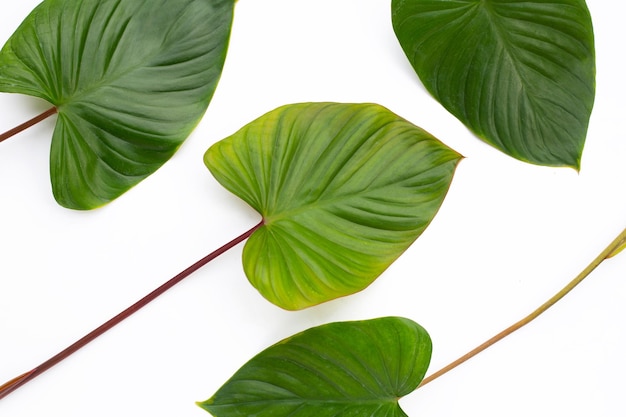 Green leaves of homalomena rubescens