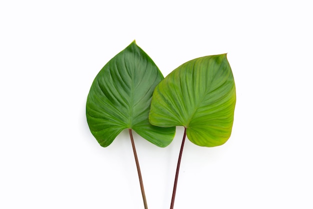 Green leaves of homalomena rubescens