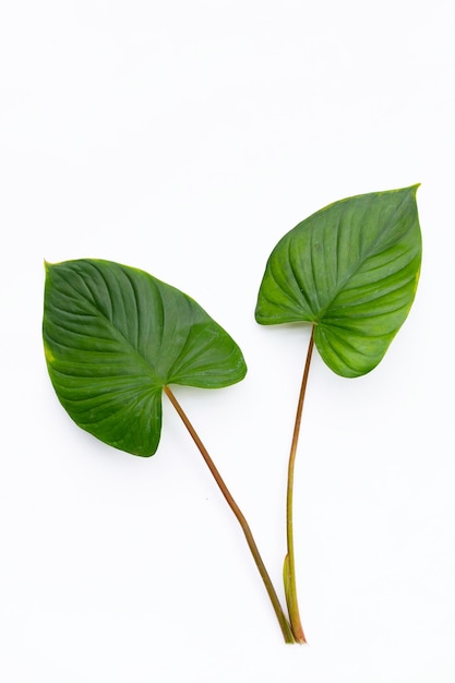 Green leaves of homalomena rubescens