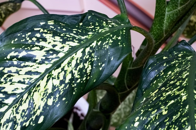 Foto foglie verdi di una pianta domestica closeup dieffenbachia picta