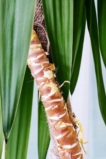 家の植物のクローズアップの手のひらの緑の葉