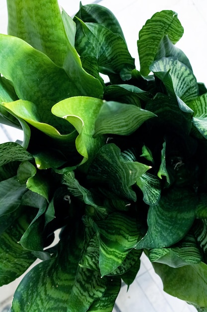 Green leaves of a home plant closeup sansevieria