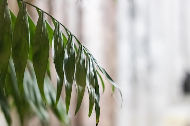 家の植物のクローズアップの緑の葉