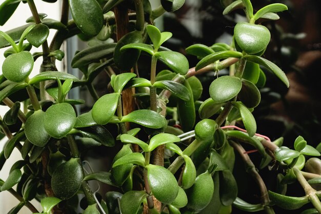 Green leaves of a home plant closeup