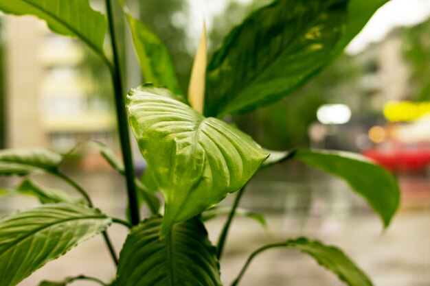 Green leaves of home plant on windowsill