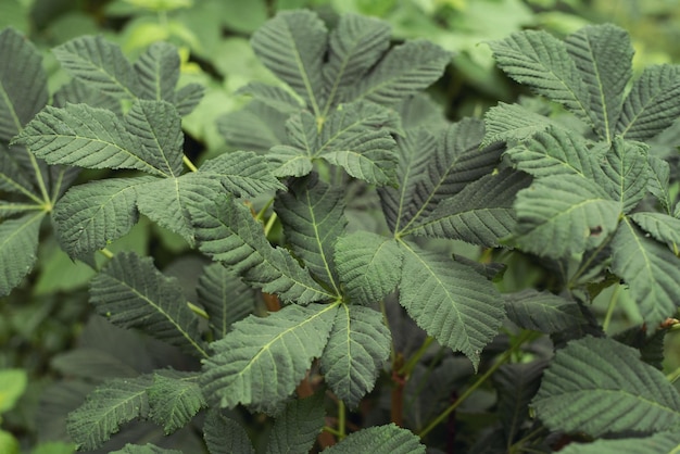 Green leaves of a horse chestnut tree (aesculus hippocastanum, conker tree).