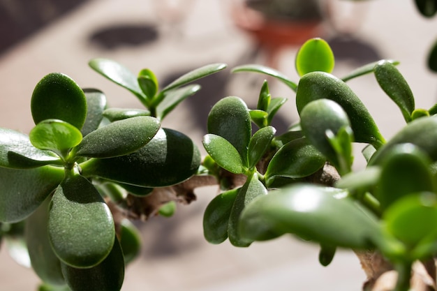 Green leaves of house plant on windowsill