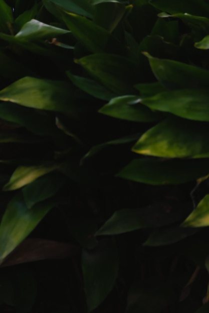 Фото Зеленые листья в темноте на размытом фоне