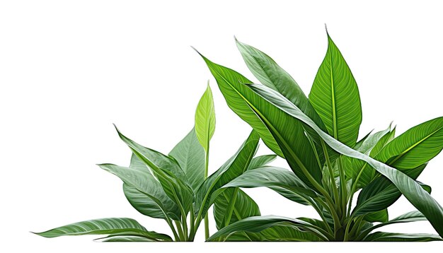 Green leaves isolated in no background with clipping path Realistic plant