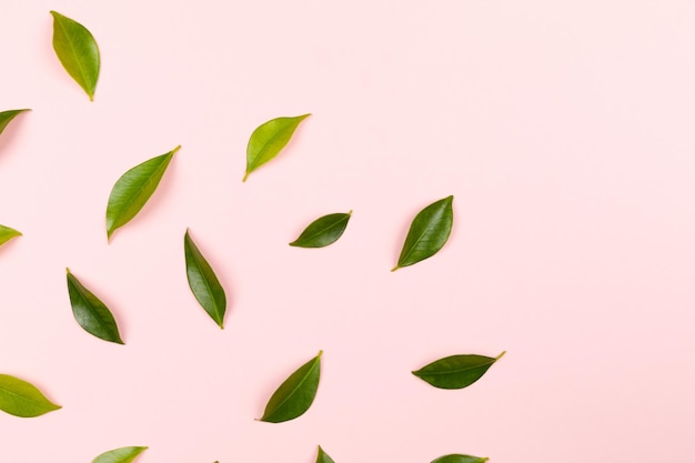 Green leaves isolated on pink