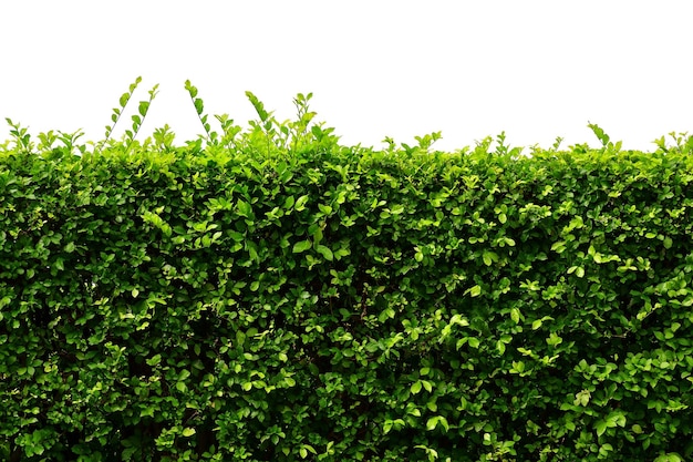 green leaves isolated on white background, natural fence