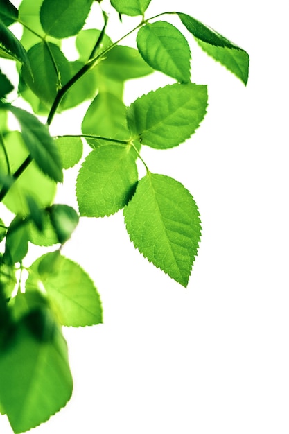 Green leaves isolated on white background nature and springtime concept
