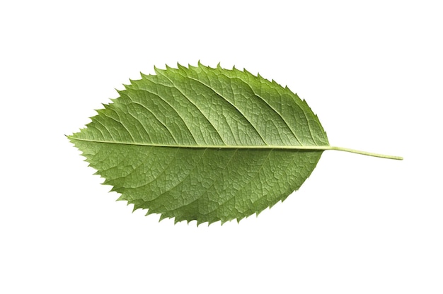 Green leaves isolated on a white background