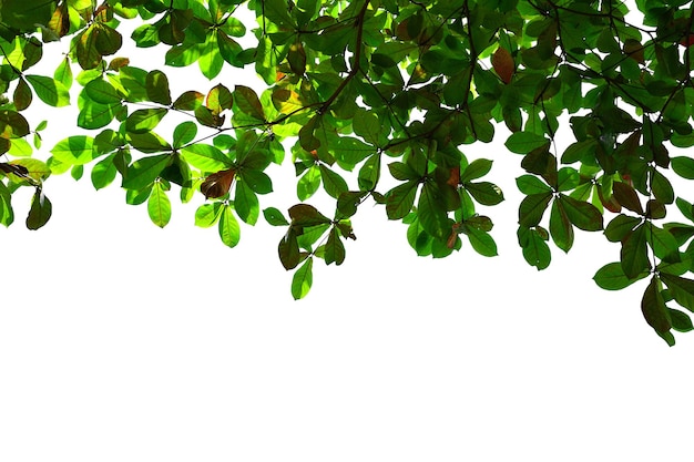 Green leaves isolated on white background