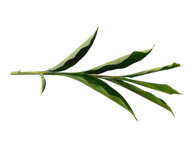 Green leaves isolated on white background