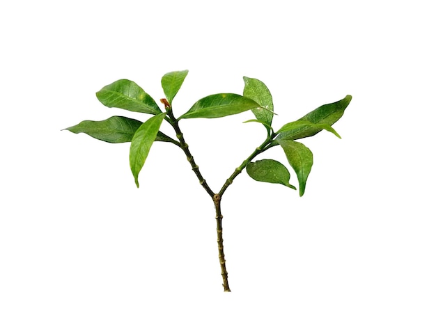 Green leaves isolated on white background