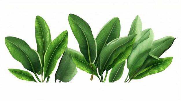 Green leaves isolated on a white background