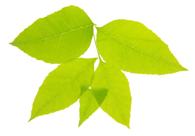 Green leaves isolated on white