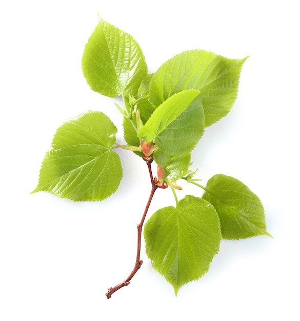 Green leaves isolated on white