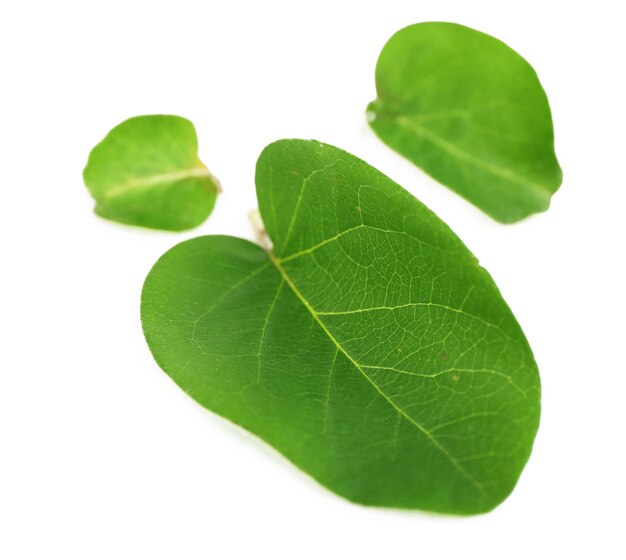 green leaves isolated on white