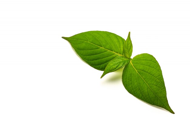 Green leaves isolated on white 