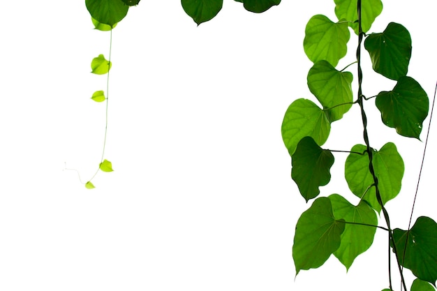 Green leaves isolated with clipping paths on a white background