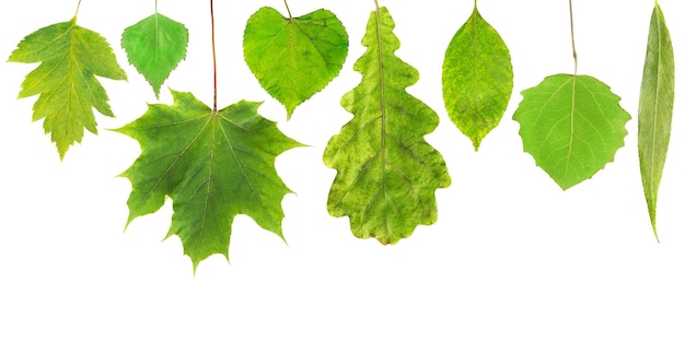 Green leaves isolated