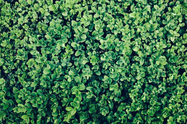 Green leaves of an ivy in a closeup