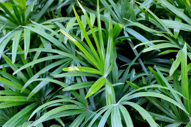 Green leaves of lady ady palm or bamboo palm