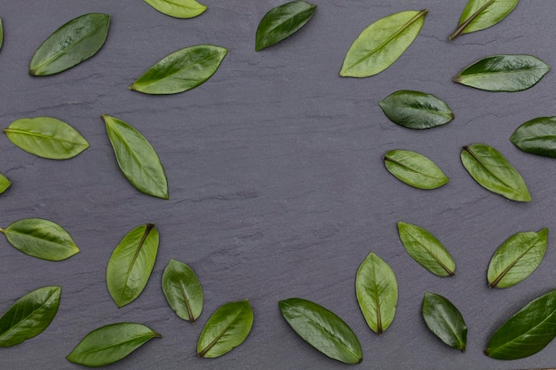 Green leaves laid out on a slate background Nature concept