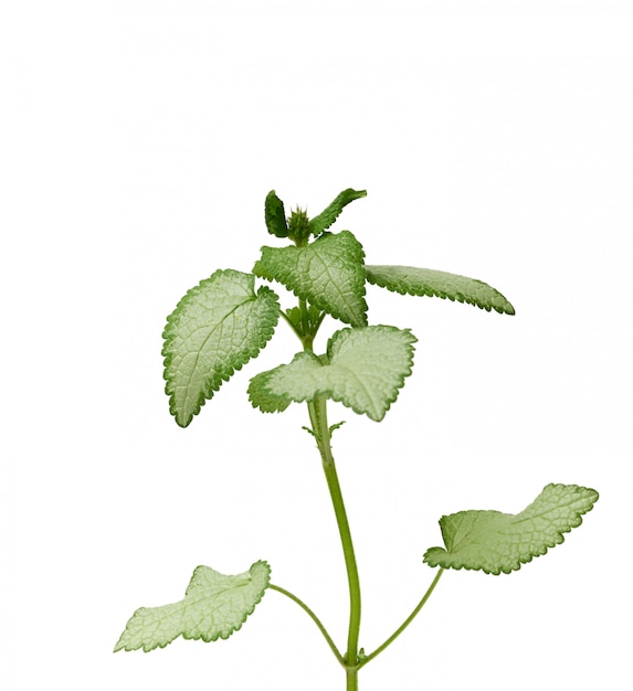 녹색 잎 Lamium maculatum 발견 또는 Deadnettle