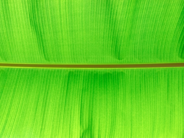 Зеленые листья. Текстура листа