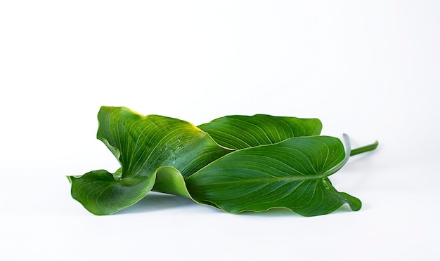 Green leaves on light wall