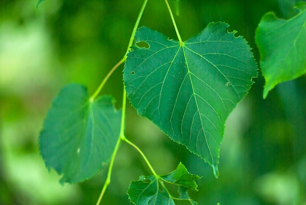 Green leaves of linden tree damaged by pests for background