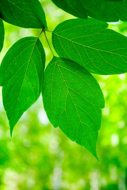 The green leaves of linden