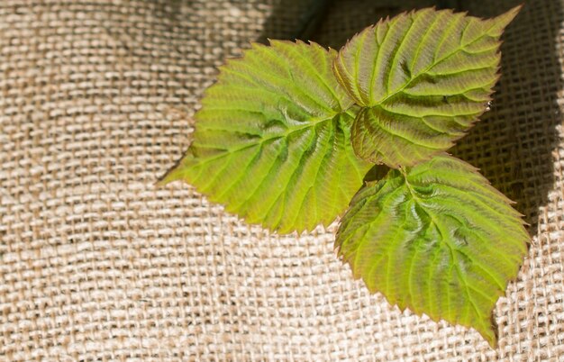 Green leaves on linen canvas