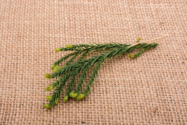 Green leaves on linen canvas