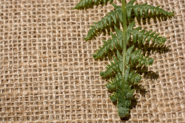 Green leaves on linen canvas