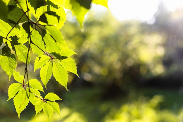 Green leaves lit by sunset sun and blurred trees