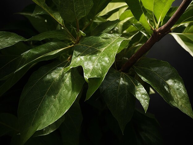 Green leaves in low key technique photo