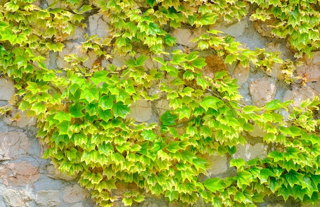 Зеленые листья девичьей виноградной лианы на фоне каменной стены